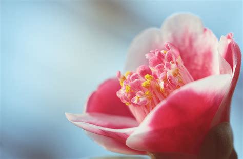 卡通茶花|超过 40000 张关于“山茶花手绘”和“手绘”的免费图片